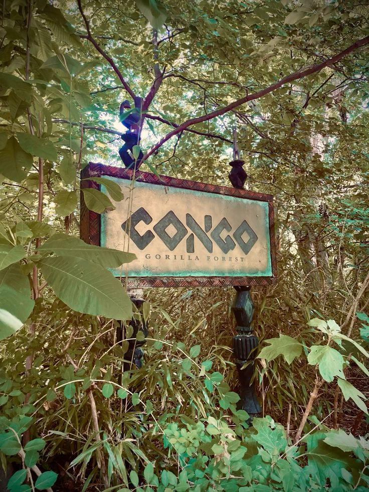 Paysage du Congo — à remplacer par votre photo