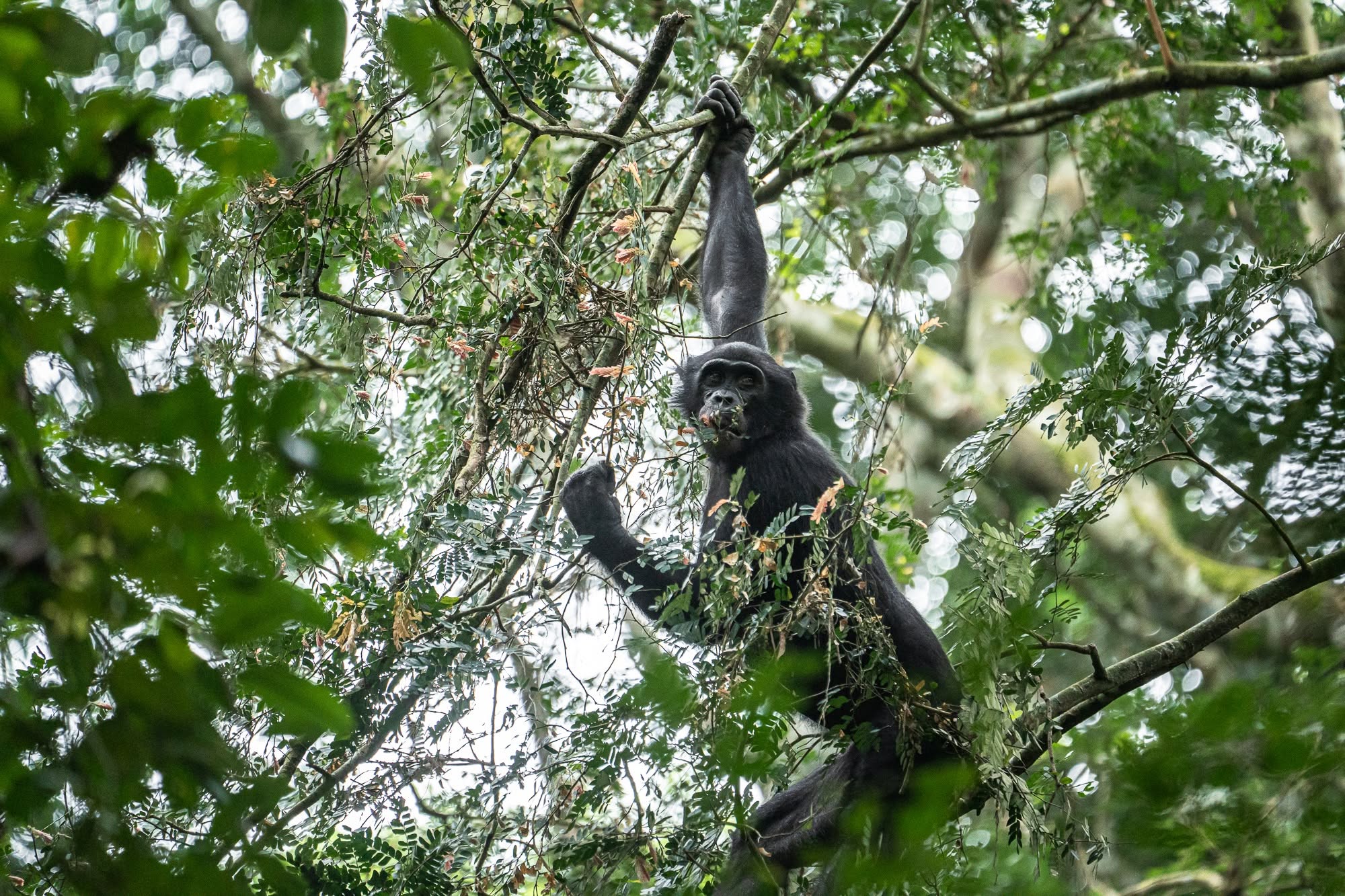 Réserve de Bonobos — à remplacer par votre photo